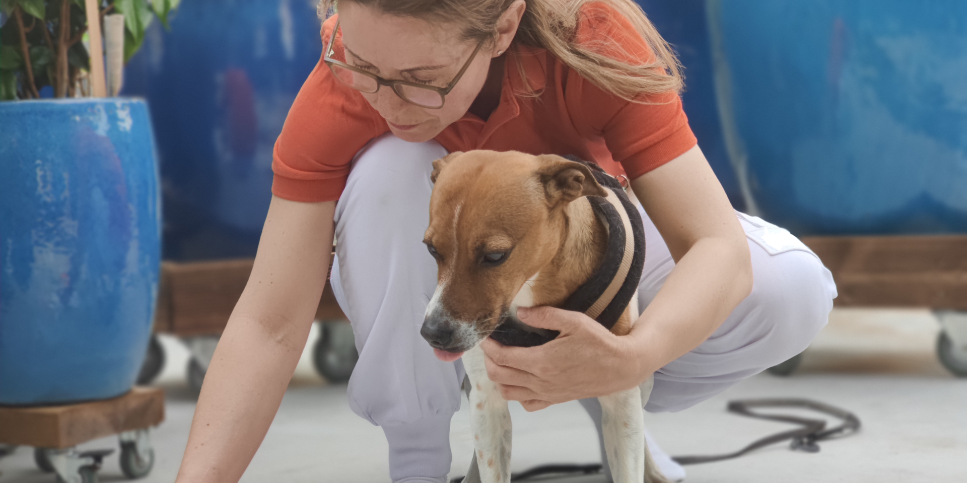 Tierärztin hält einen Hund.