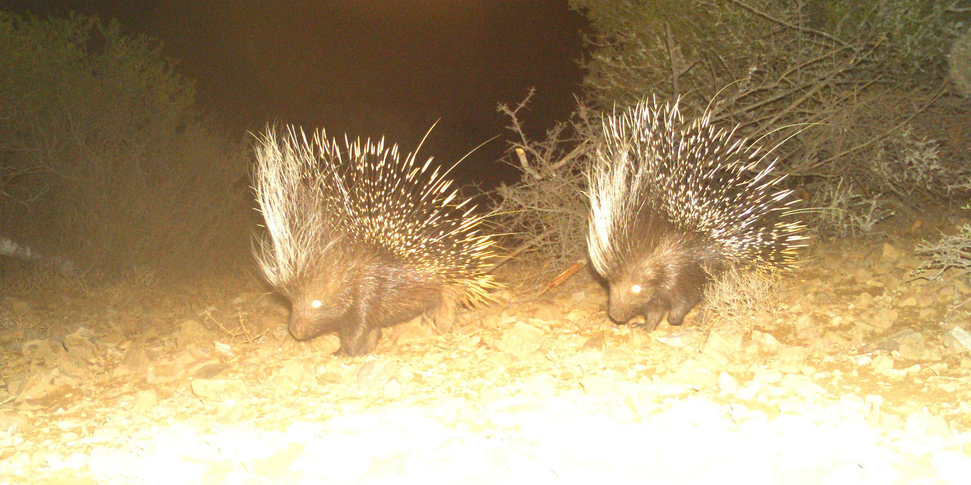 Porcupines photographed by a wildlife camera.