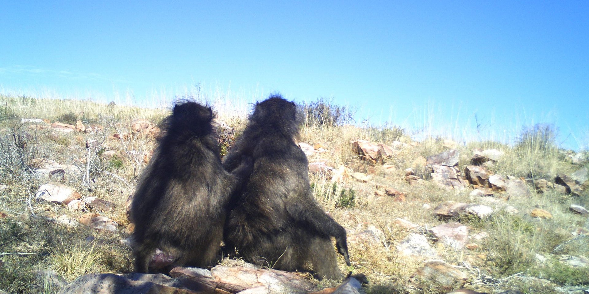 Two monkeys sitting on a rock, photographed by a wildlife camera.