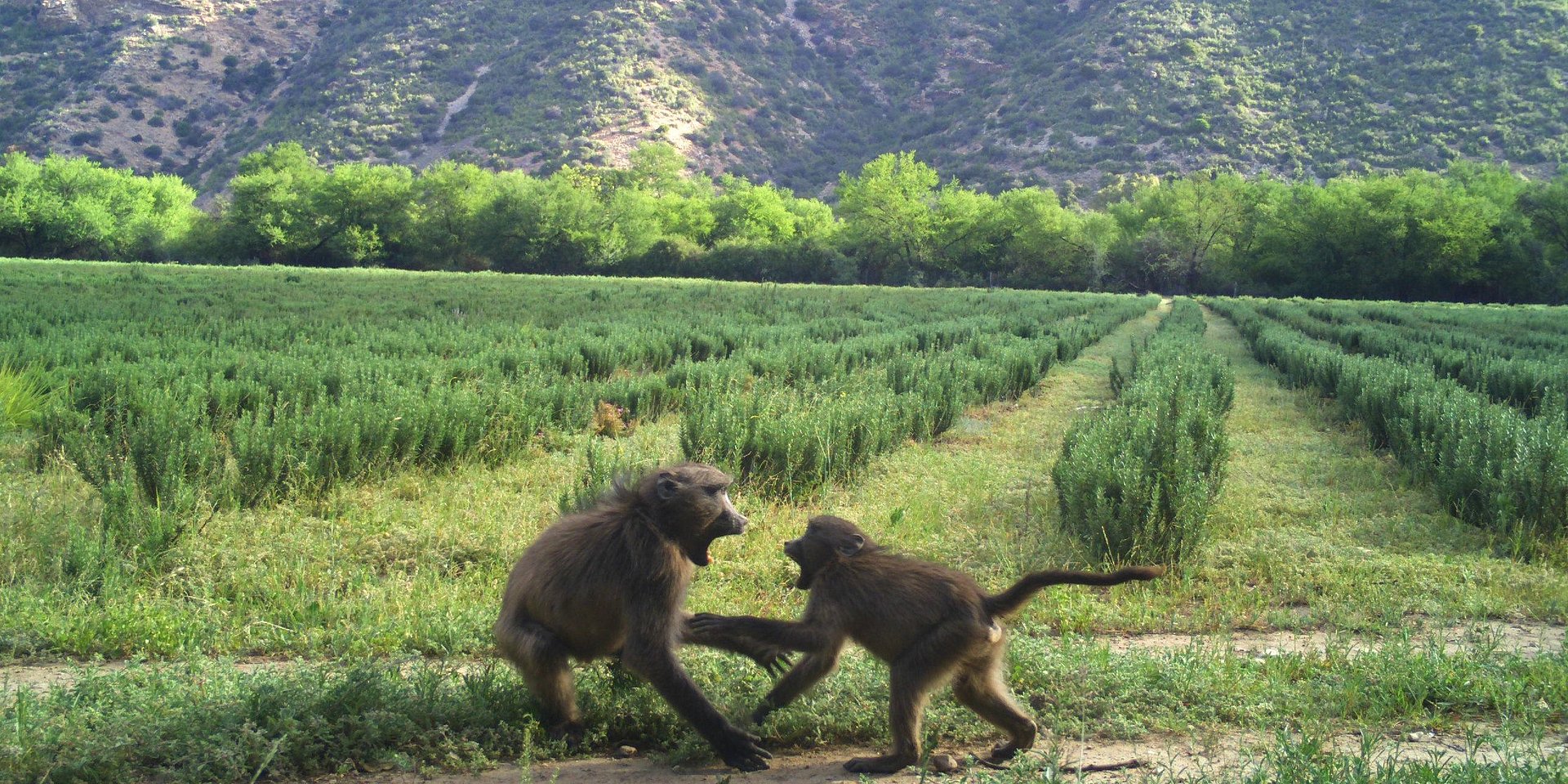 Two monkeys photographed by a wildlife camera.