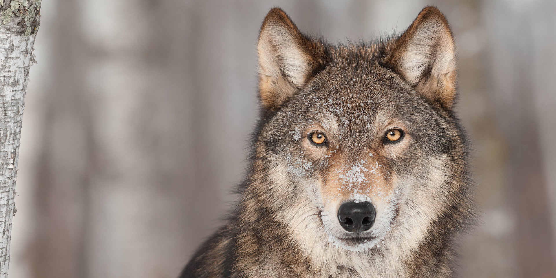 Bild von einem Wolf.