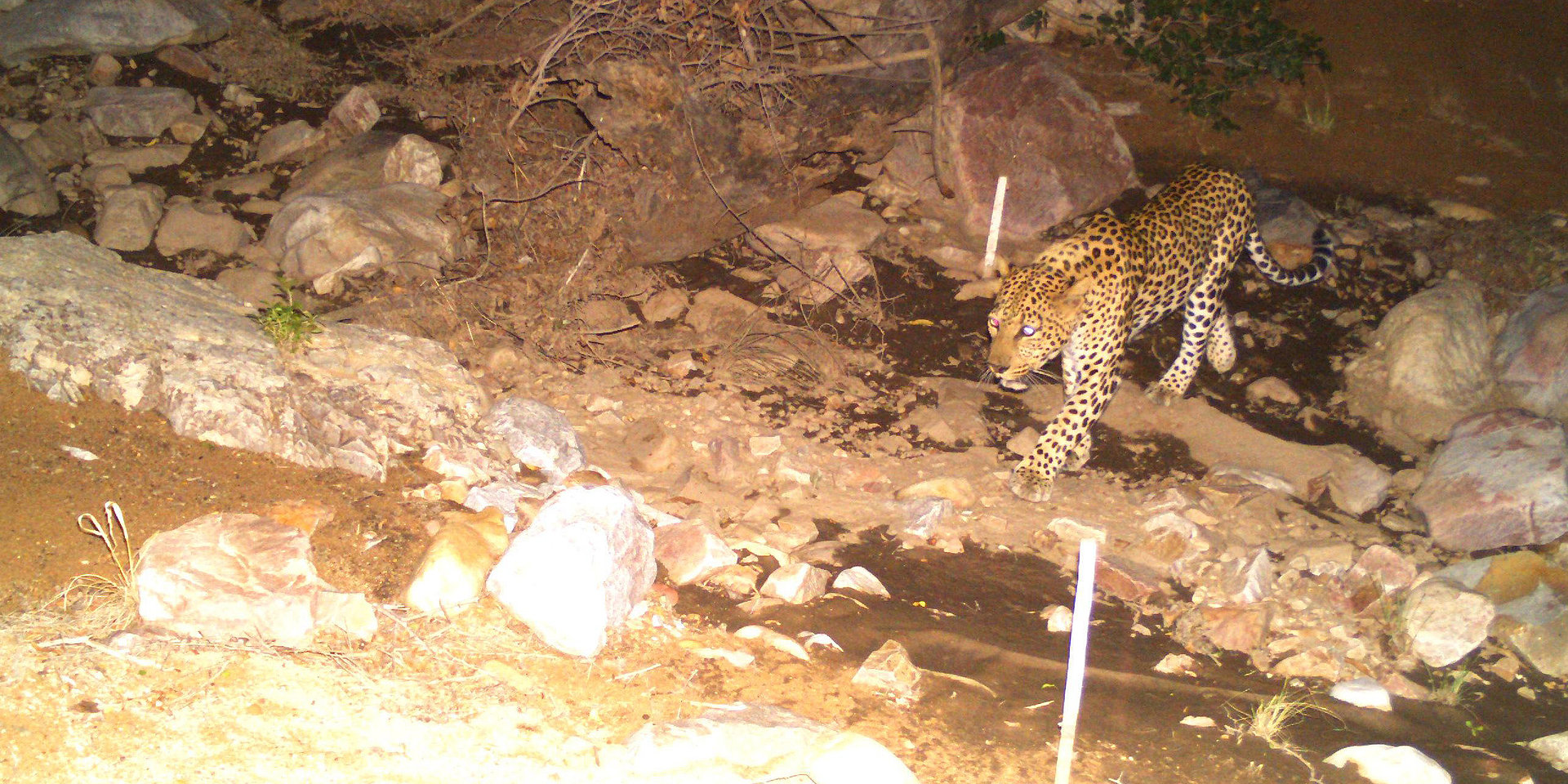 A leopard in motion, photographed by a wildlife camera.