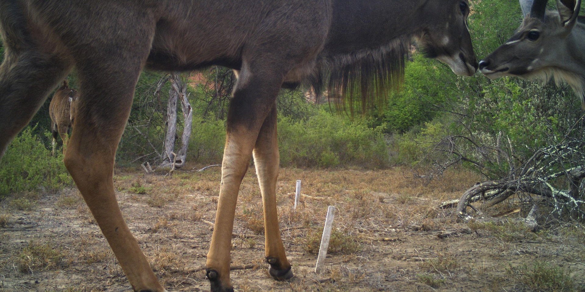 Antelope Kiss, photographed by a wildlife camera.