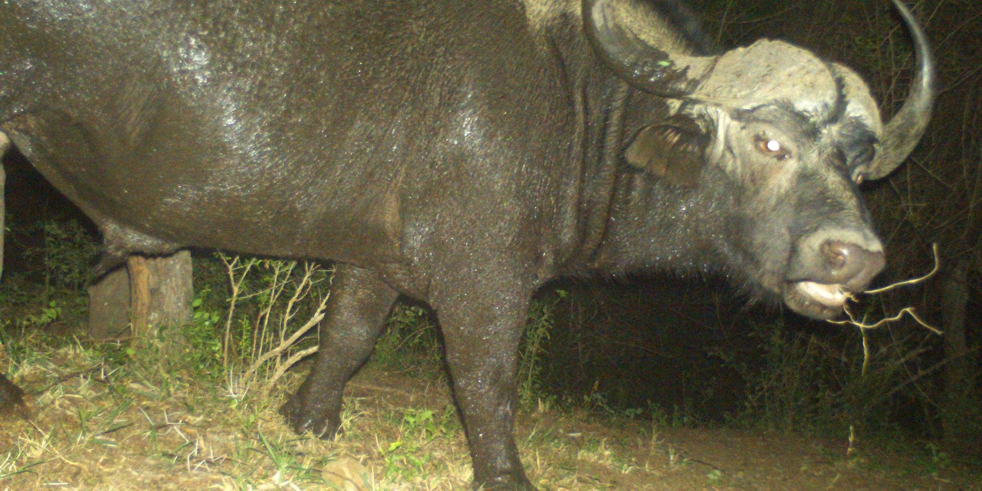 A Cape buffalo photographed by a wildlife camera.