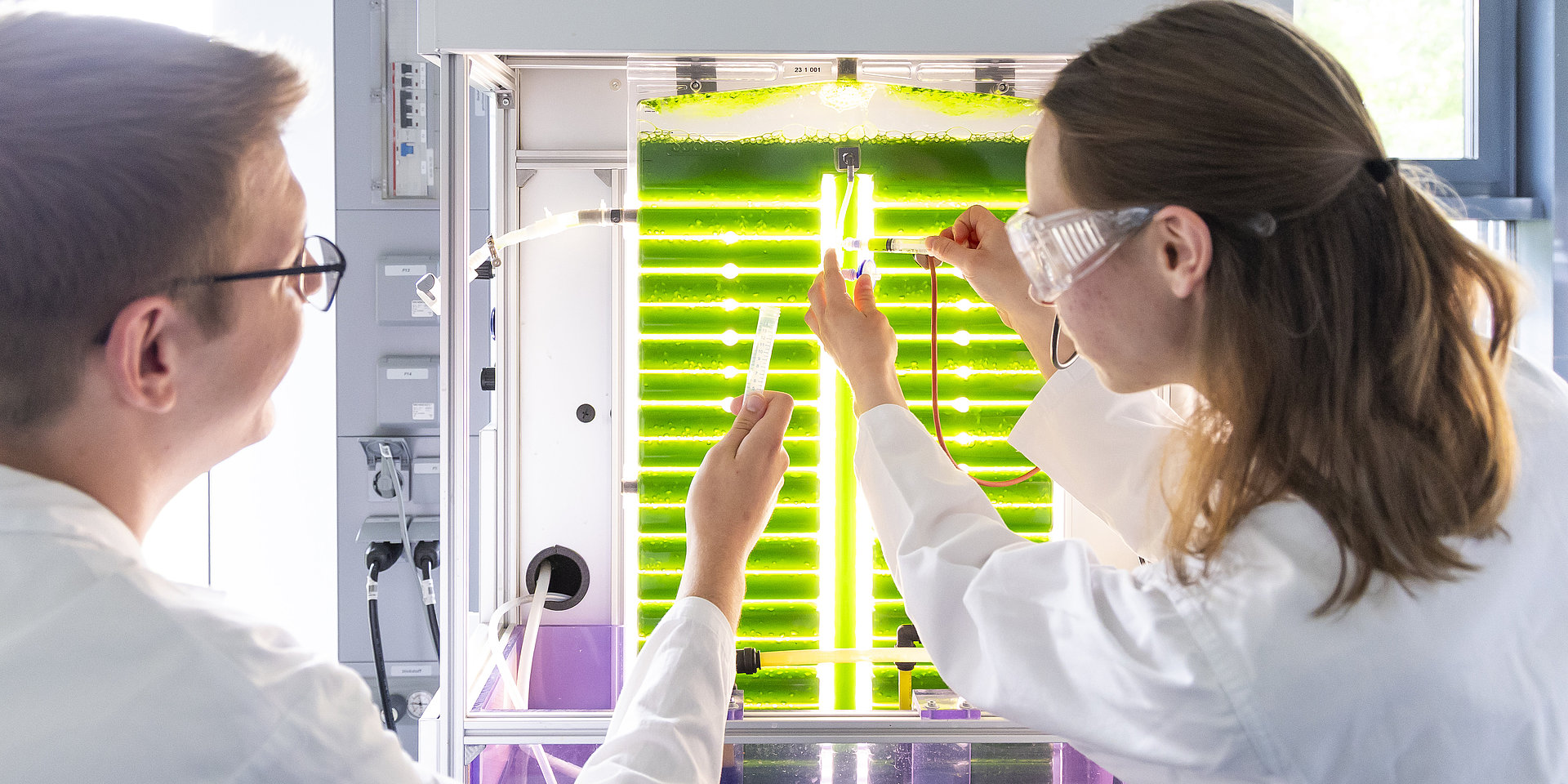Microalgae grown in photobioreactors.