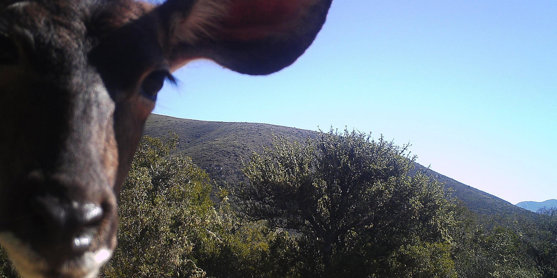 Animal photographed by a wildlife camera.