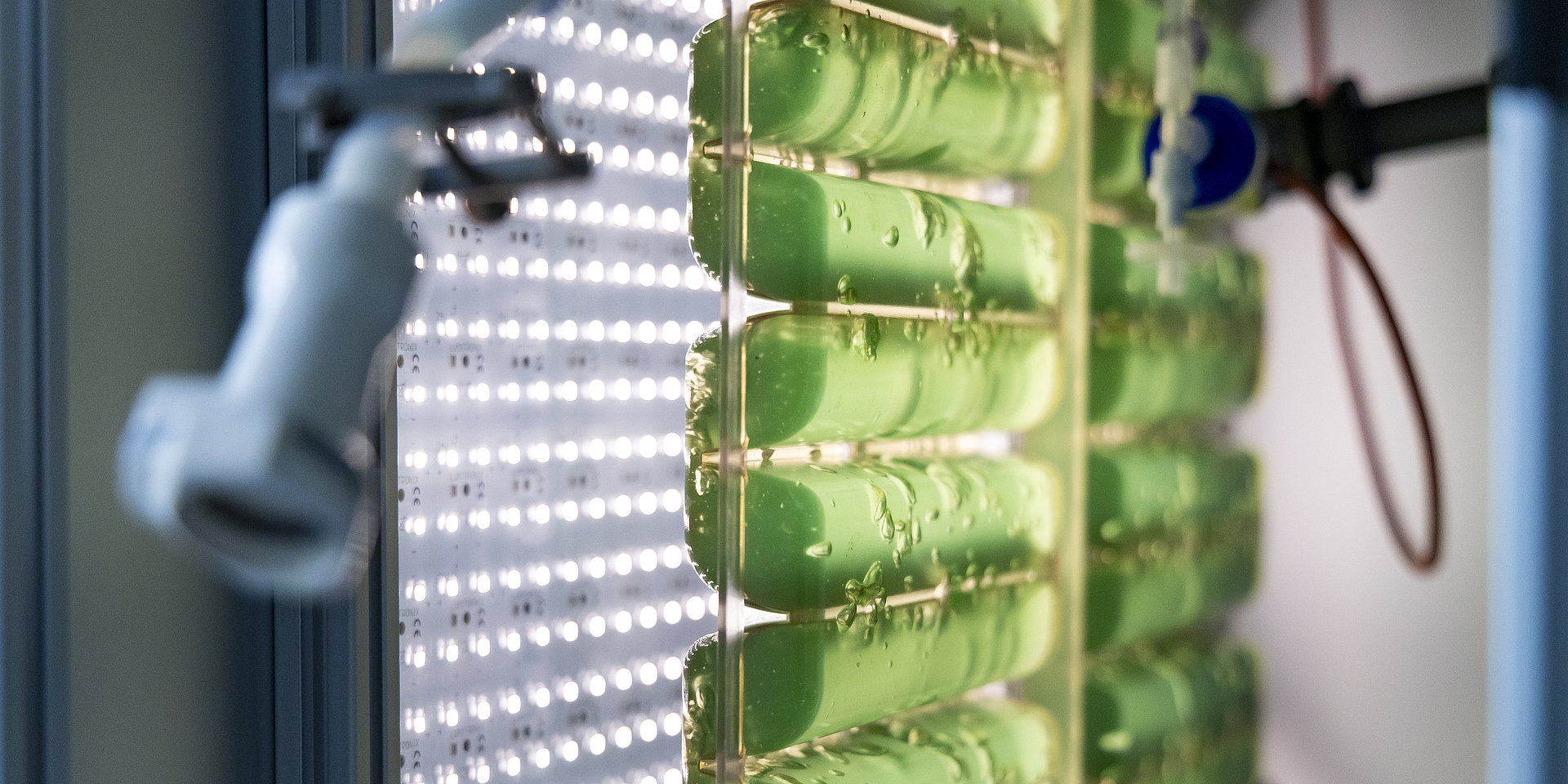 Algae cultures from the laboratory.