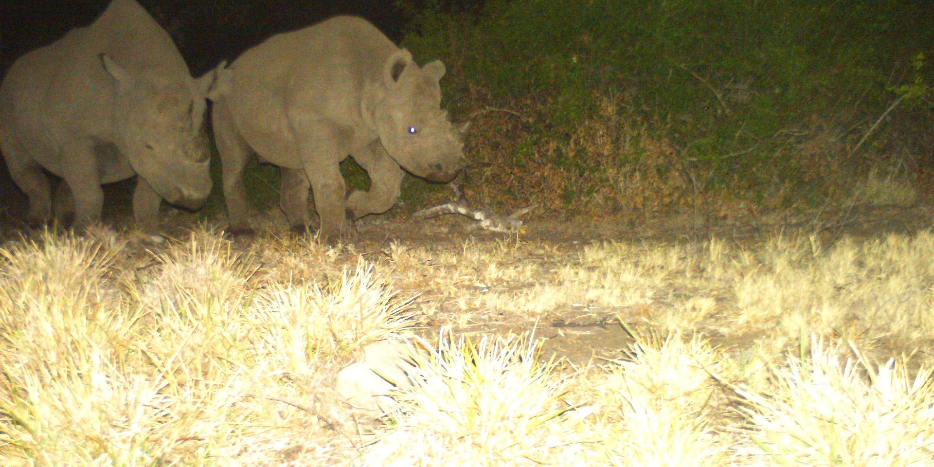 Rhinoceroses photographed by a wildlife camera.