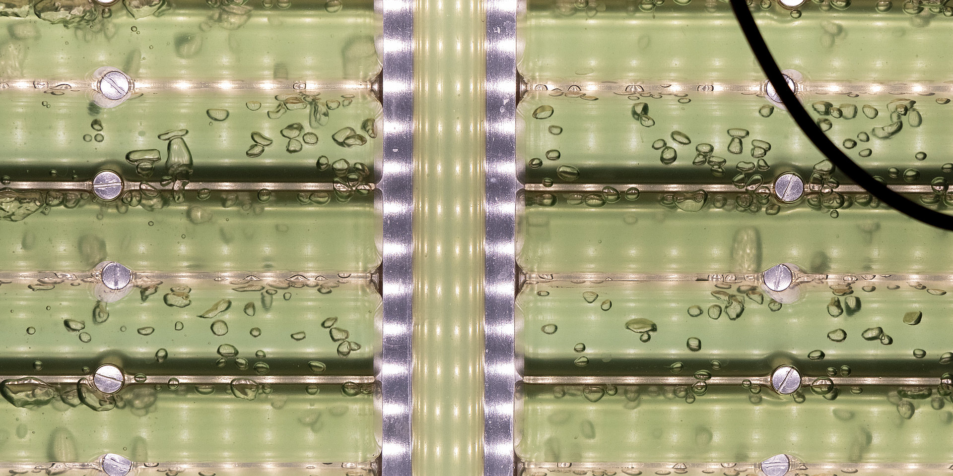 The algae culture is a rich green color.